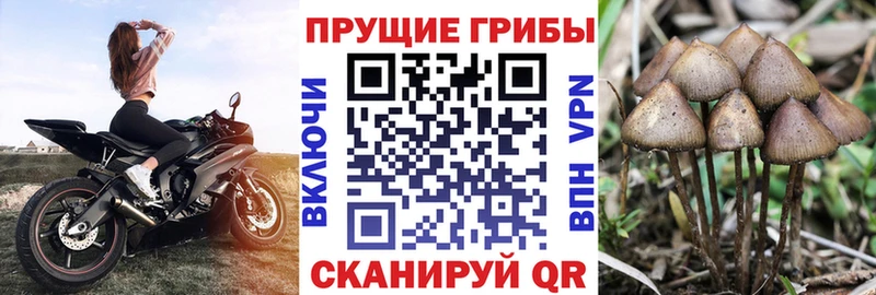 Галлюциногенные грибы Cubensis  наркотики  Сосновка 